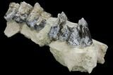 Fossil Running Rhino (Hyracodon) Maxilla Section - Wyoming #143862-1